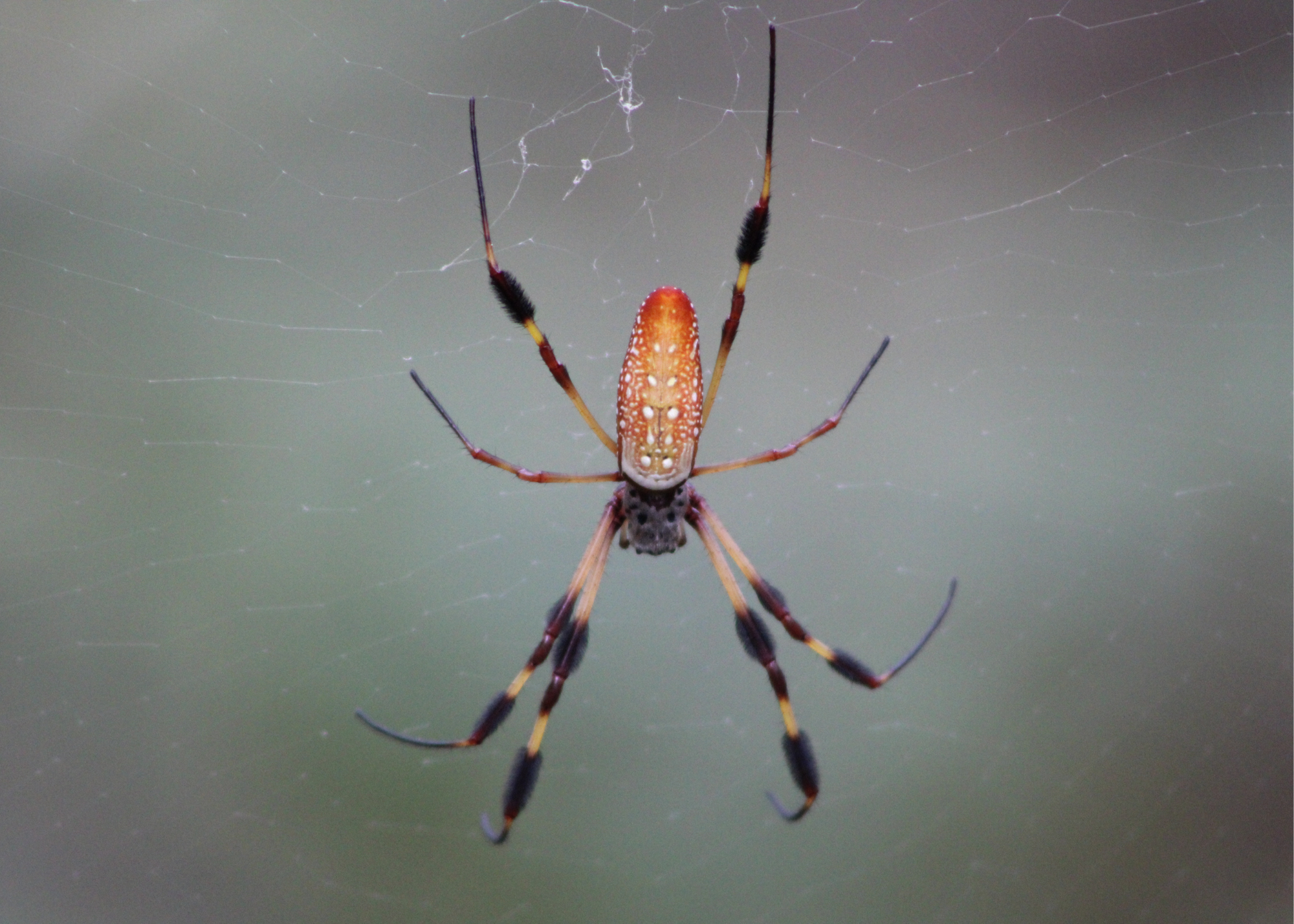 Golden Silk Spider